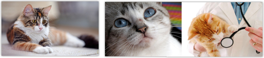 Esporotricose: pesquisadores esclarecem sobre a doença, que pode afetar animais e humanos